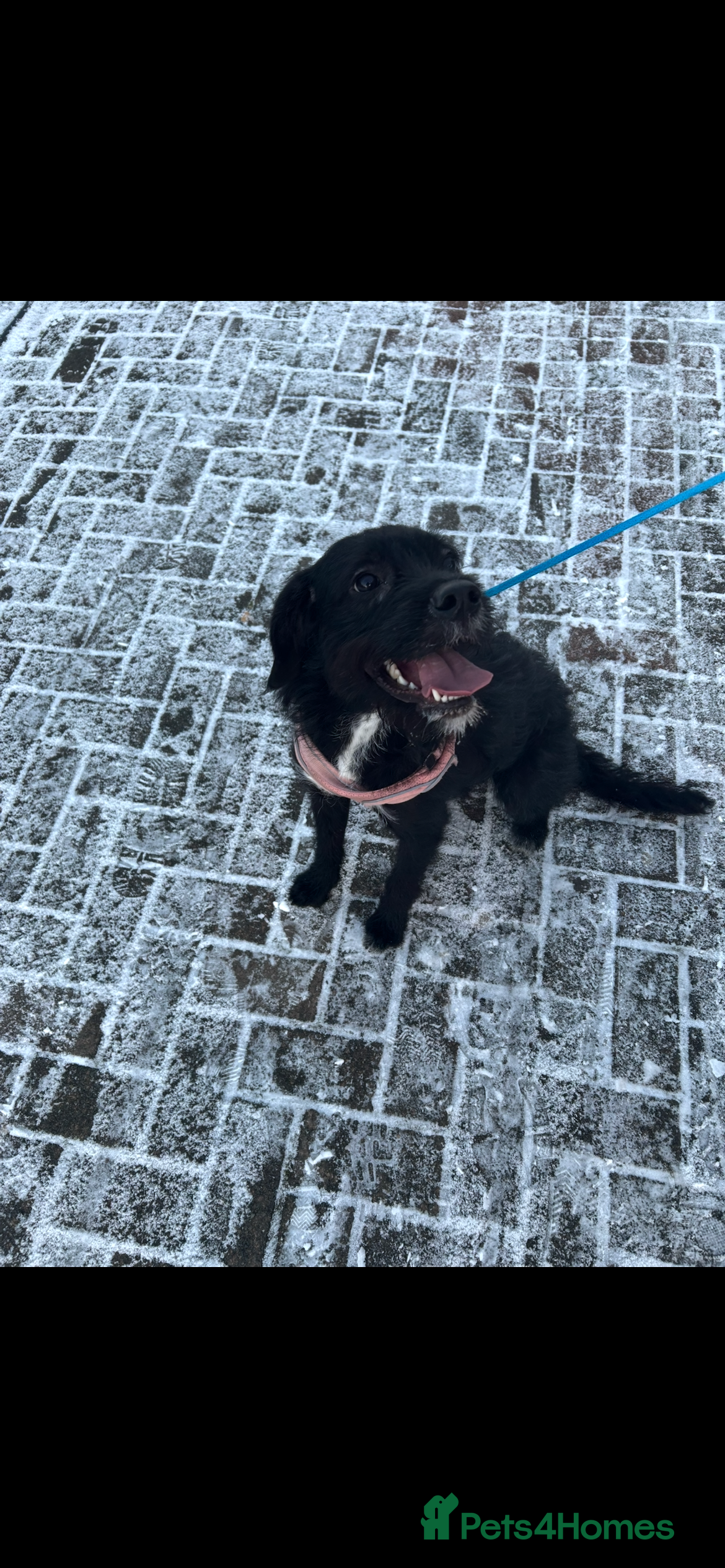 Mixed Breed dogs Still Available!!!! in Livingston - Advert 2