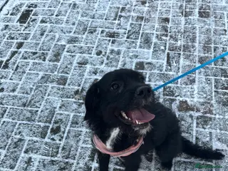 Mixed Breed dogs Still Available!!!! in Livingston - Advert 2