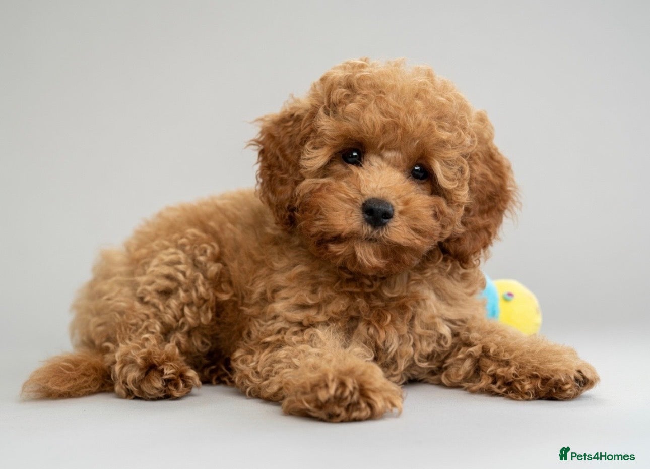 Cavapoo dogs TOY CAVAPOOS - Fully health checked and vaccinated - Advert 1