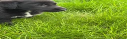 Borador dogs for sale: Borador Puppies - Advert 9