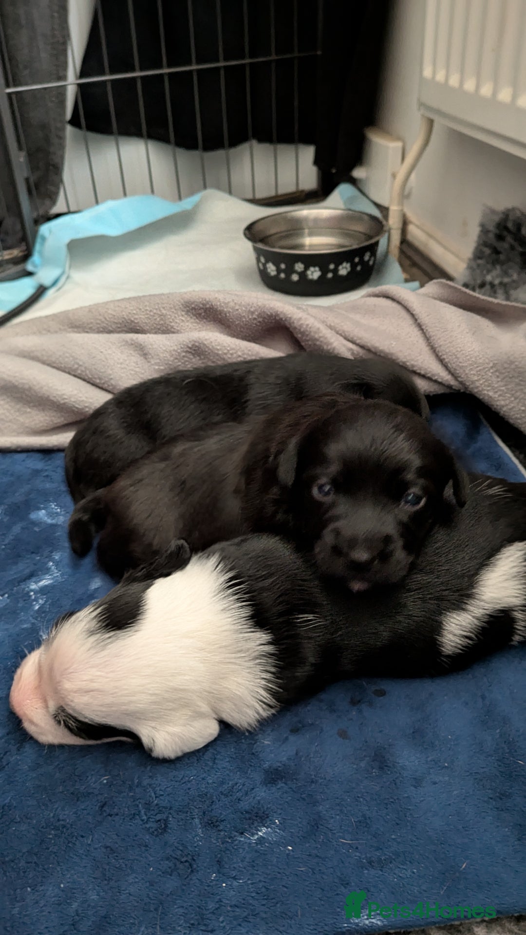 Mixed Breed dogs for sale: Puppies: Cocker Spaniel/Jack Russell  - Advert 10