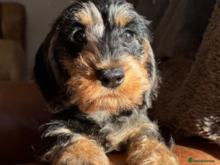Miniature Dachshund dogs KC registered mini wires - Advert 6