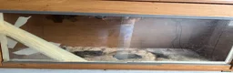 Corn Snake reptiles for sale: Two beautiful snakes for sale - Advert 11