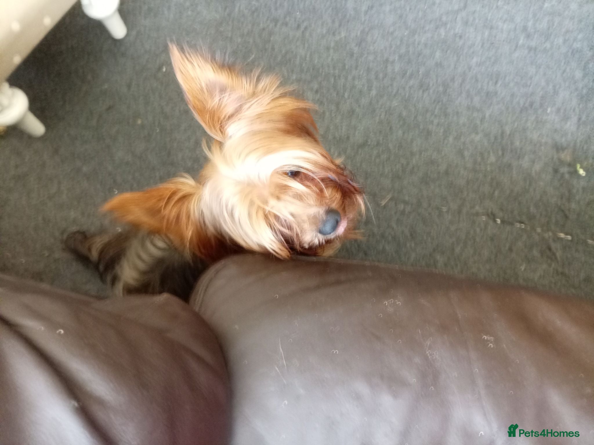Yorkshire Terrier dogs Nearly 3 year old Yorkshire Terrier - Advert 1