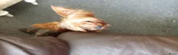 Yorkshire Terrier dogs for sale: Nearly 3 year old Yorkshire Terrier - Advert 1