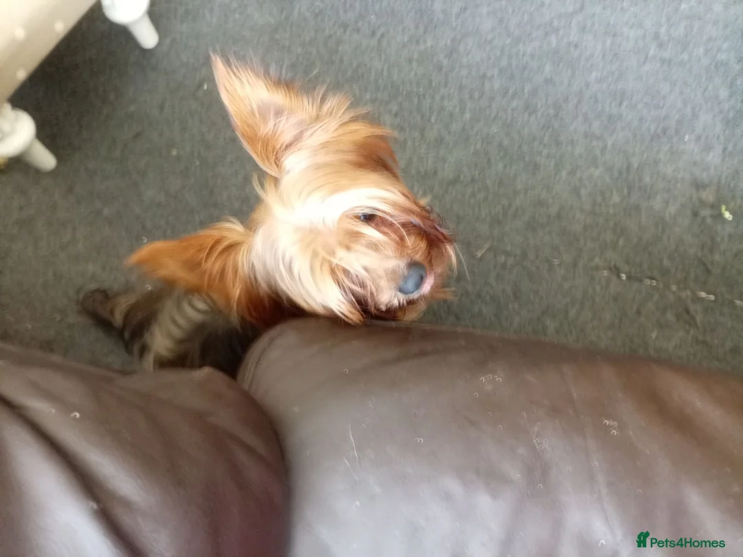 Yorkshire Terrier dogs for sale: Nearly 3 year old Yorkshire Terrier - Advert 1
