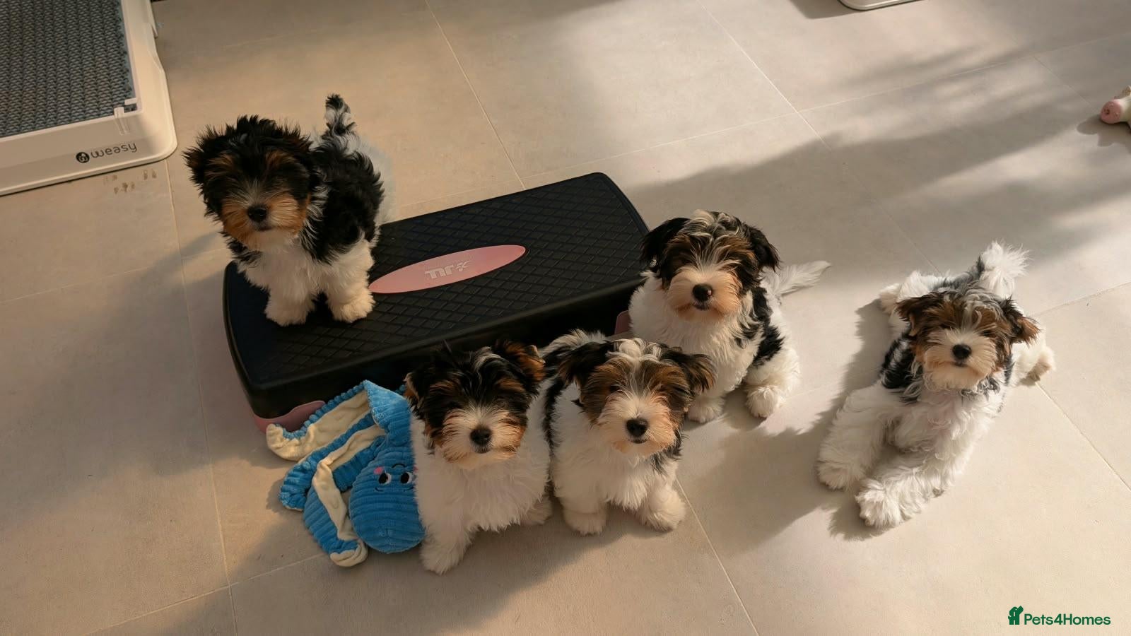 Biewer Terrier dogs for sale: Rare Larger Biewer Terrier Puppies - Advert 4
