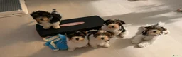 Biewer Terrier dogs for sale: Rare Larger Biewer Terrier Puppies - Advert 12