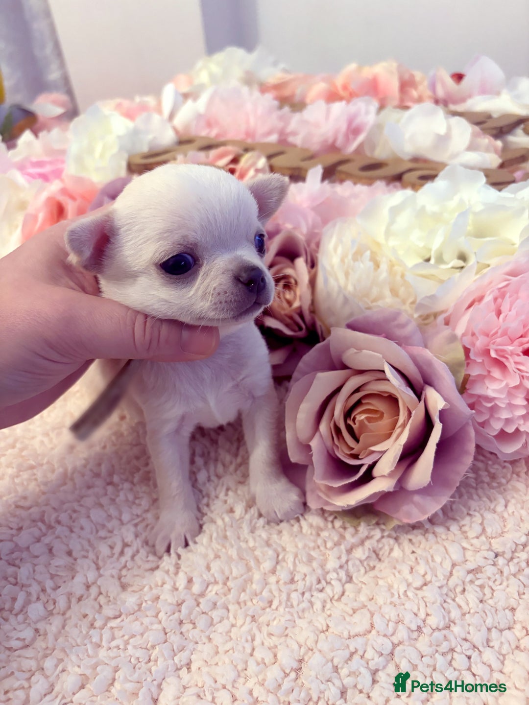 Chihuahua dogs for sale: KC registered beautiful chihuahua puppies - Advert 16