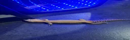 Leopard Gecko reptiles for sale: Leopard Gecko Female & Full vivarium set up - Advert 3