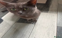Mixed Breed cats for sale: Beautiful grey girl - Image 3