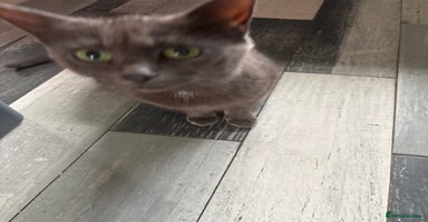 Mixed Breed cats - Advert 5