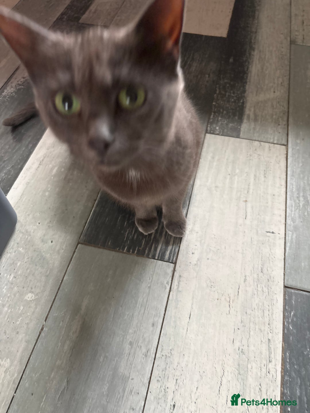 Mixed Breed cats for sale: Beautiful grey girl - Image 3
