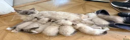 Ragdoll cats for sale: Beautiful Ragdoll kittens! in Fareham - Advert 17