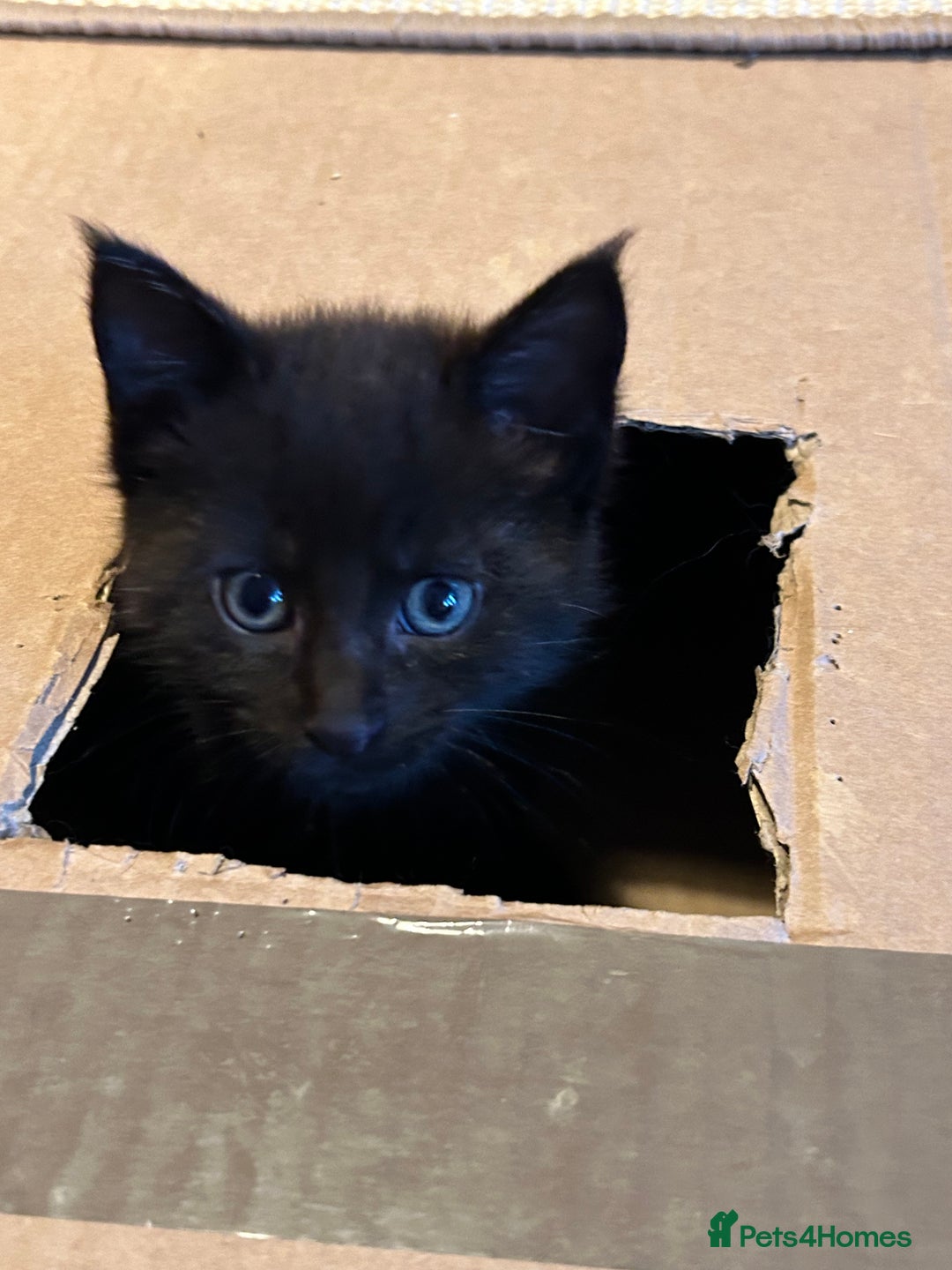 Maine Coon cats for sale: Only 2 kittens left - Maine Coon cross kittens RTL - Advert 5