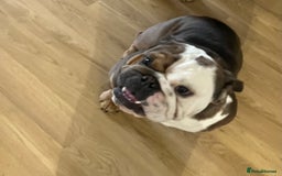 English Bulldog dogs for sale: 2 Year Old English Bulldog Ted - Image 6