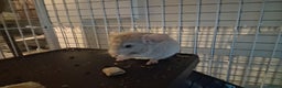 Chinchilla rodents for sale: 2 Lovely Kits available January 2026 - Advert 4