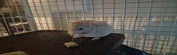 Chinchilla rodents for sale: Reserved 2 Lovely Kits available January 2026 - Advert 4