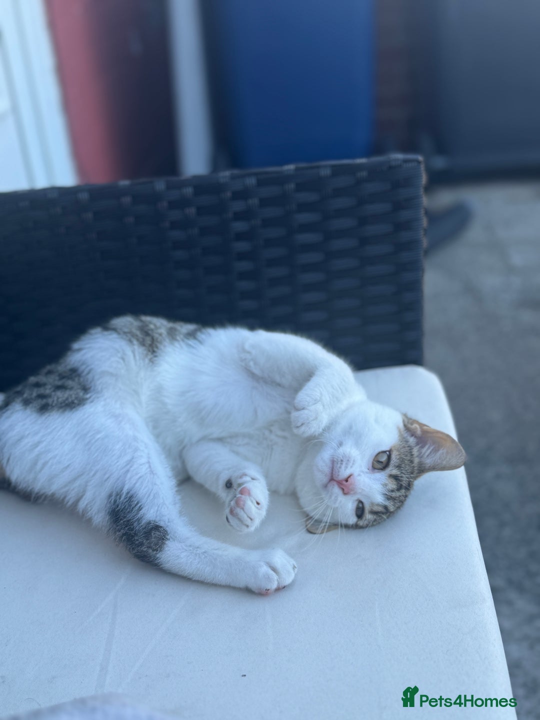 Mixed Breed cats for sale: Male kitten  - Image 3