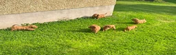 Cockapoo dogs for sale: Cockapoo Puppies Show Type - Advert 5