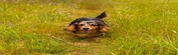 Miniature Dachshund dogs for stud: Miniature dachshund stud  - Advert 7