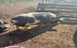 Pig livestock for sale: Gorgeous Kune Kune Piglets for sale - Image 13