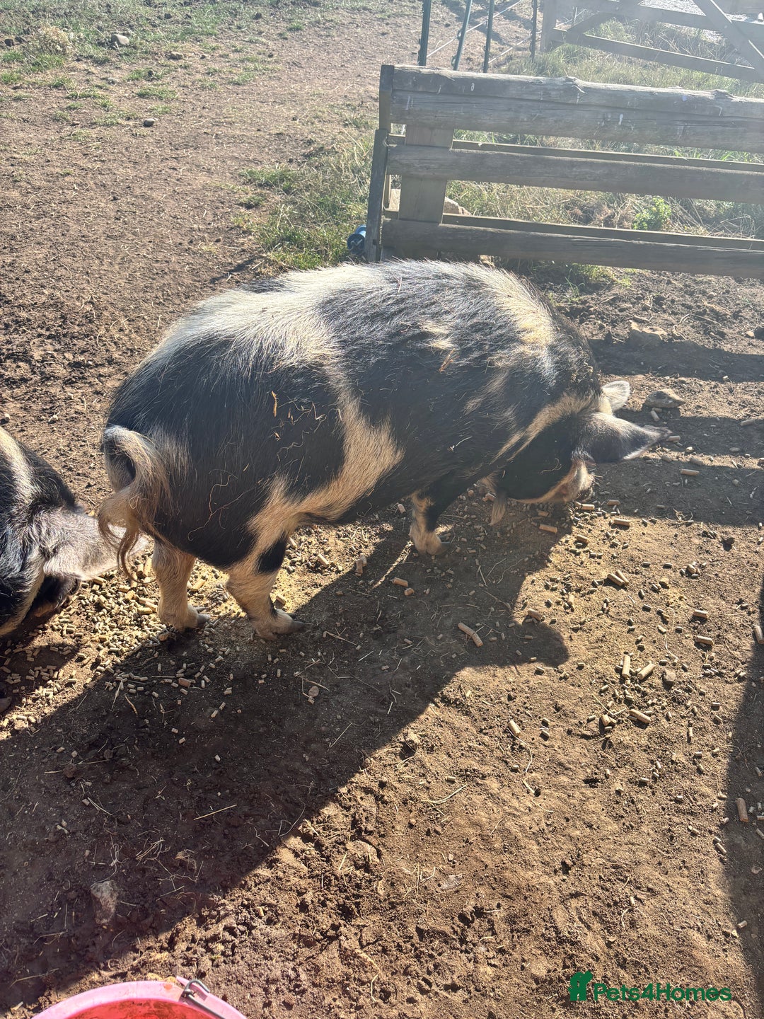 Pig livestock for sale: Gorgeous Kune Kune Piglets for sale - Image 13
