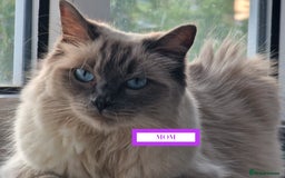 Ragdoll cats for sale: GORGREOUS 1/2 PEDIGREE RAGDOLL KITTENS 💗 - Image 19
