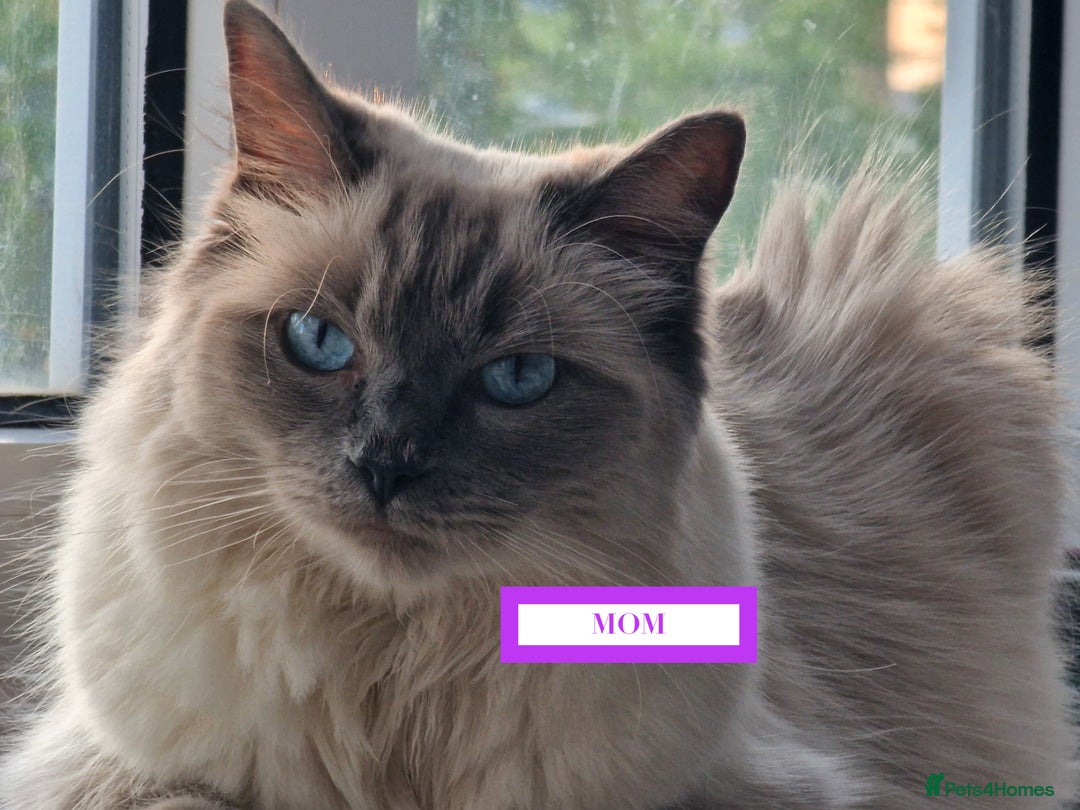 Ragdoll cats for sale: GORGREOUS 1/2 PEDIGREE RAGDOLL KITTENS 💗 - Image 19