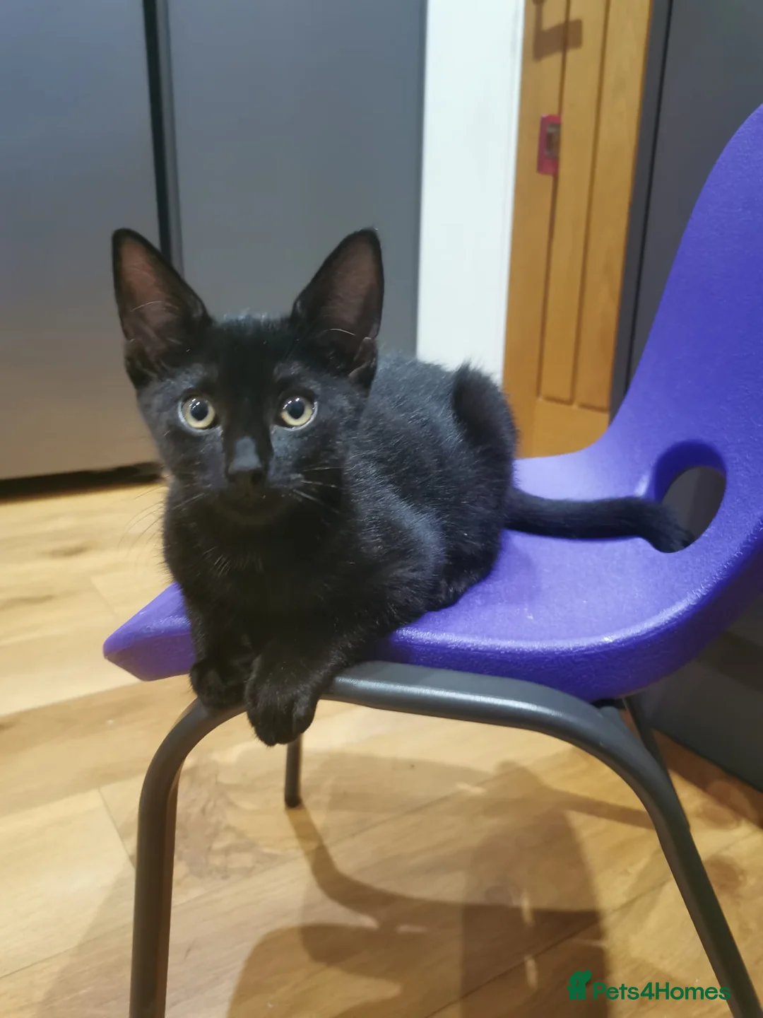 Mixed Breed cats for sale: 4 kittens in Gloucester - Advert 2