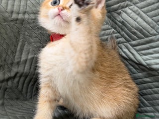 British Shorthair cats Adorable British shh golden kittens GCCF - Advert 3