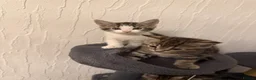Mixed Breed cats for sale: Litter of 4 affectionate and playful cats  - Advert 8