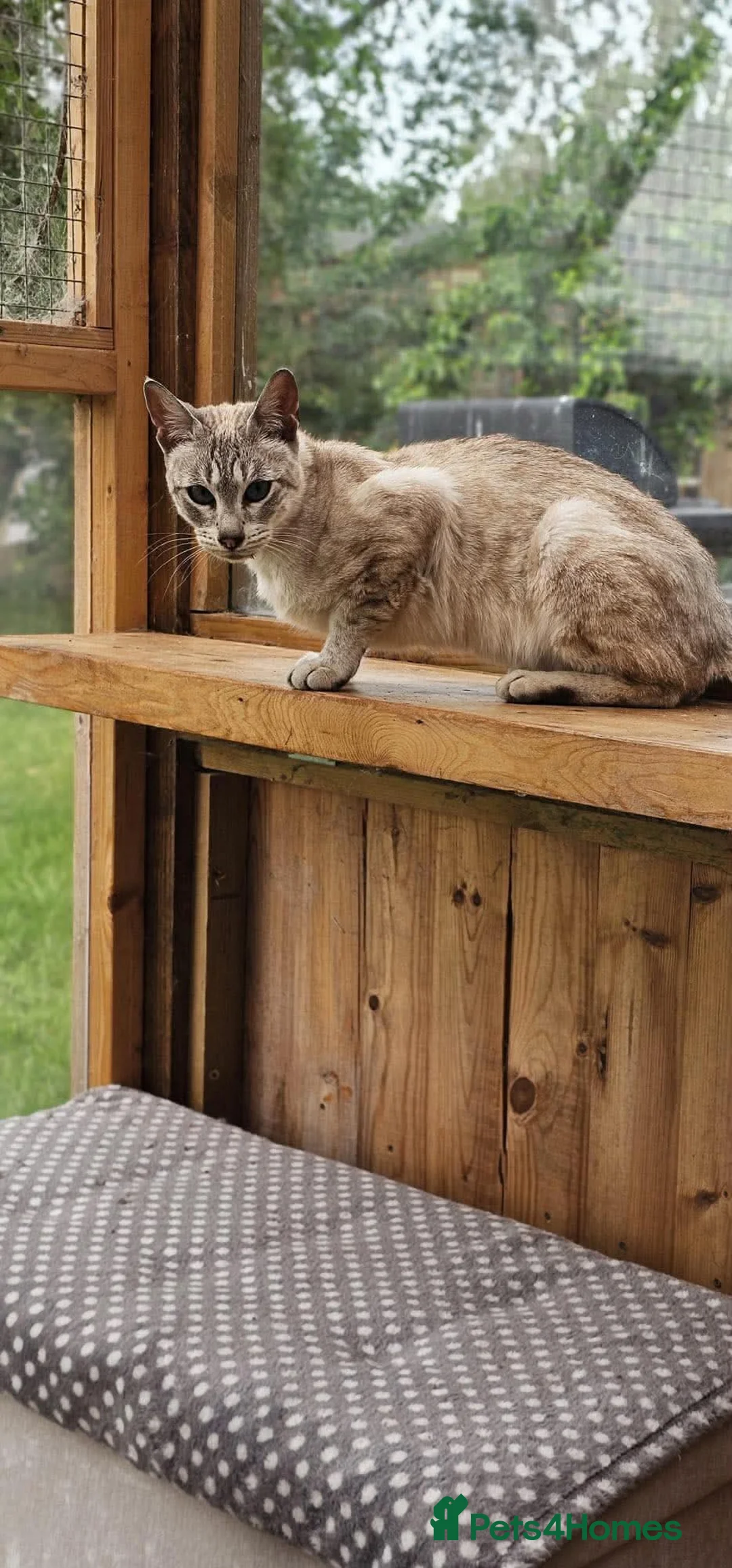 Mixed Breed cats for adoption: Meet Pip 🐾  - Advert 9