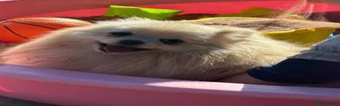Pomeranian
