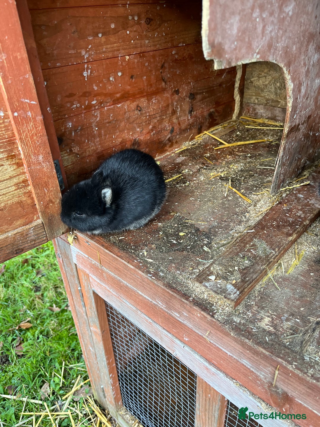 Netherland Dwarf rabbits for sale: Purebred Netherland dwarf babies.  - Advert 6