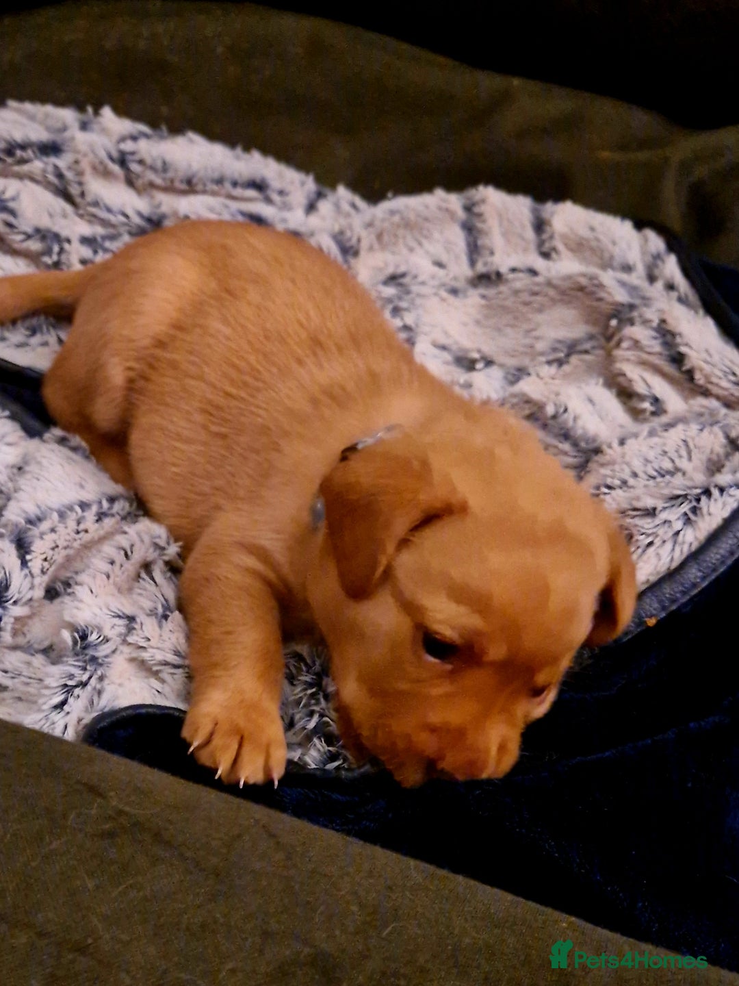 Labrador Retriever dogs for sale: G corkill - Advert 5