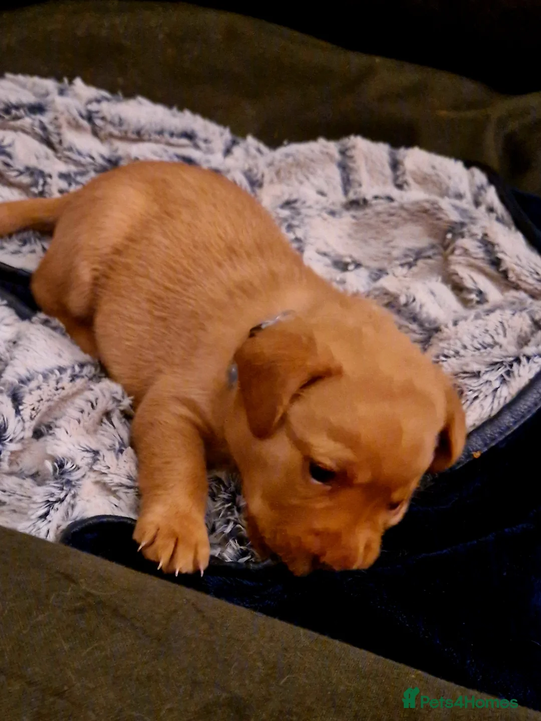 Labrador Retriever dogs for sale: G corkill - Advert 5