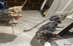 Mixed Breed cats for sale: 4 stunning tabby kittens - Image 9