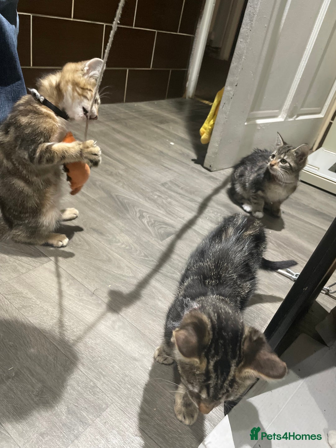 Mixed Breed cats for sale: 4 stunning tabby kittens - Image 9