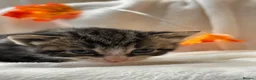 Mixed Breed cats for sale: *2 left* Gorgeous kittens ✨ in Cardiff - Advert 4
