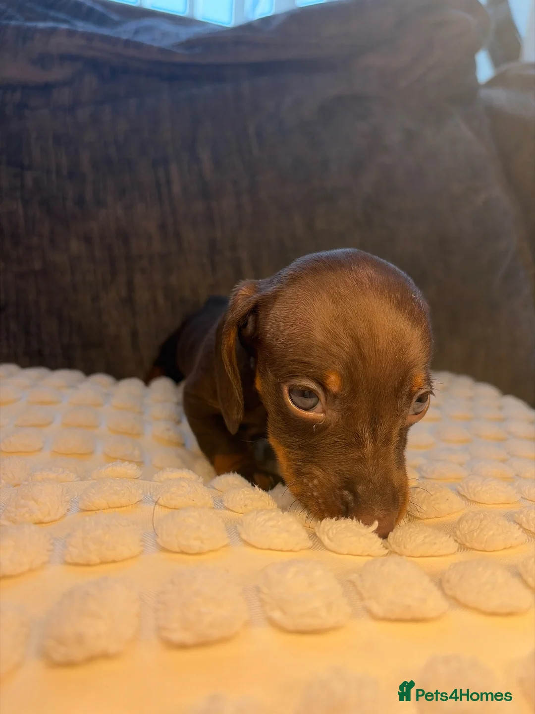 Miniature Dachshund dogs for sale: 🐾 KC Registered Miniature Dachshund Puppies 🐾 - Advert 2