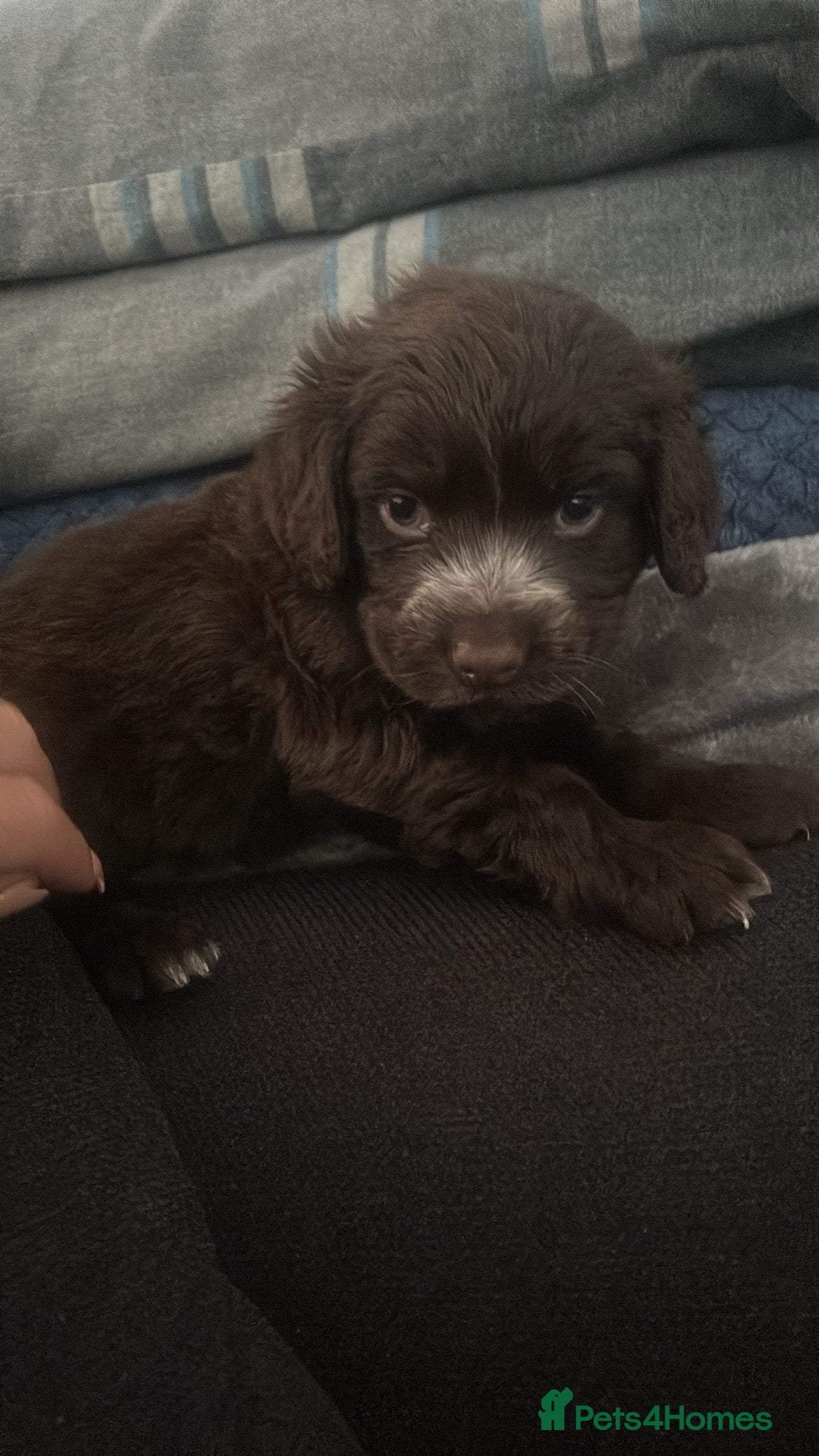 Cocker Spaniel dogs 🎀🎀2 girls left Adorable cocker spaniel puppies  - Advert 3