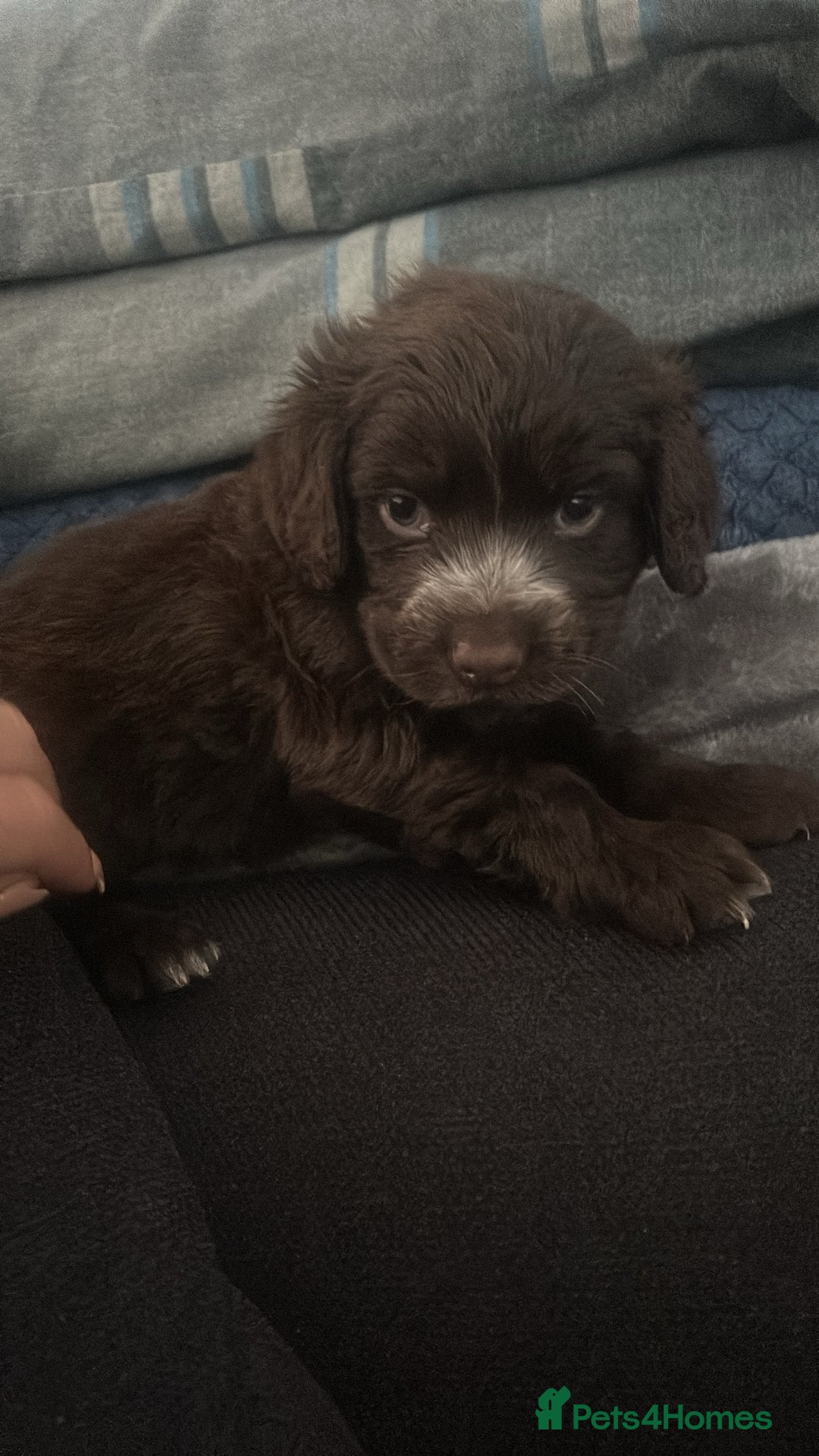 Cocker Spaniel dogs for sale: 🎀🎀2 girls left Adorable cocker spaniel puppies  - Advert 1