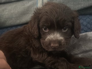 Cocker Spaniel dogs 🎀🎀2 girls left Adorable cocker spaniel puppies - Advert 2