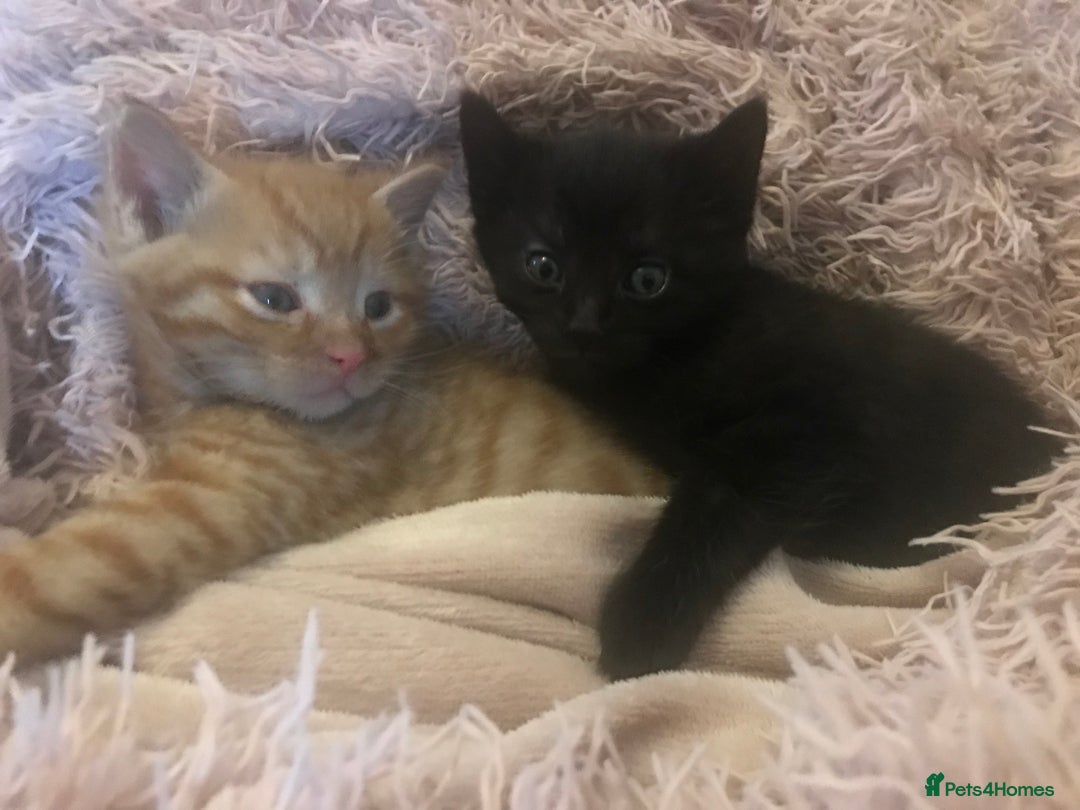 Mixed Breed cats for sale: Kittens  - Image 5