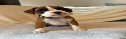 Boxer dogs for sale: *** 22 Championships between parents *** in Newbury - Advert 22