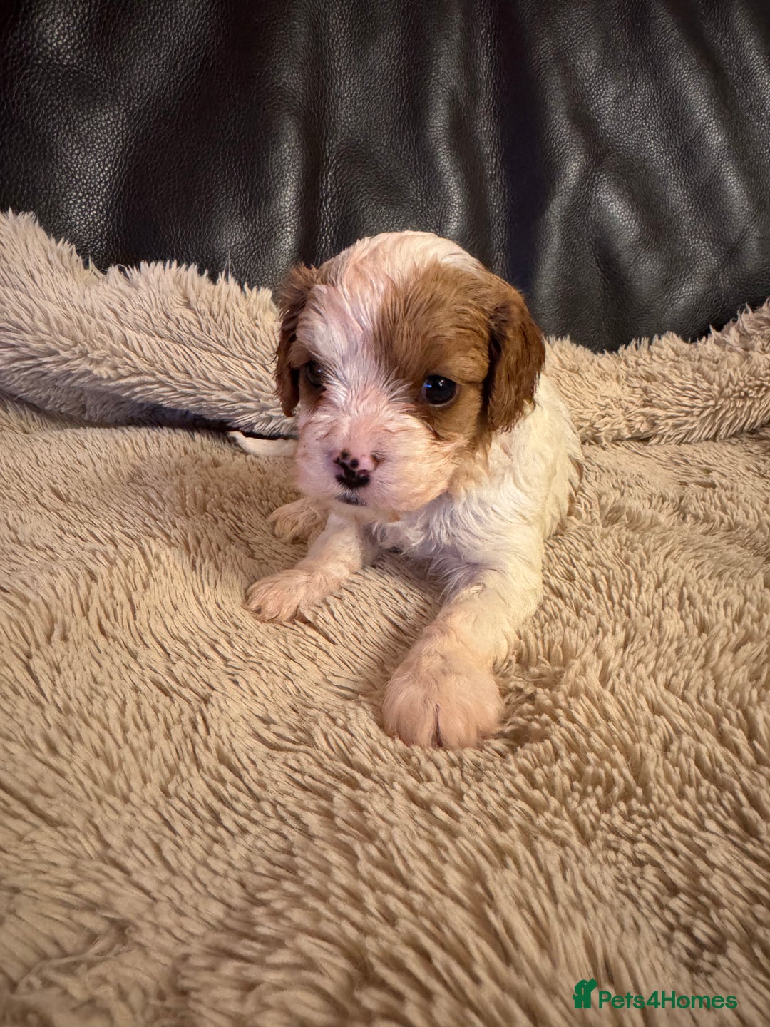 Cavapoo dogs for sale: Stunning F1 Toy Cavapoo puppies  - Advert 32