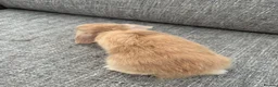 Mini Lop rabbits for sale: Mini lop Bunnies  - Advert 7