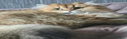 British Longhair cats for sale: British longhair girl  - Advert 3