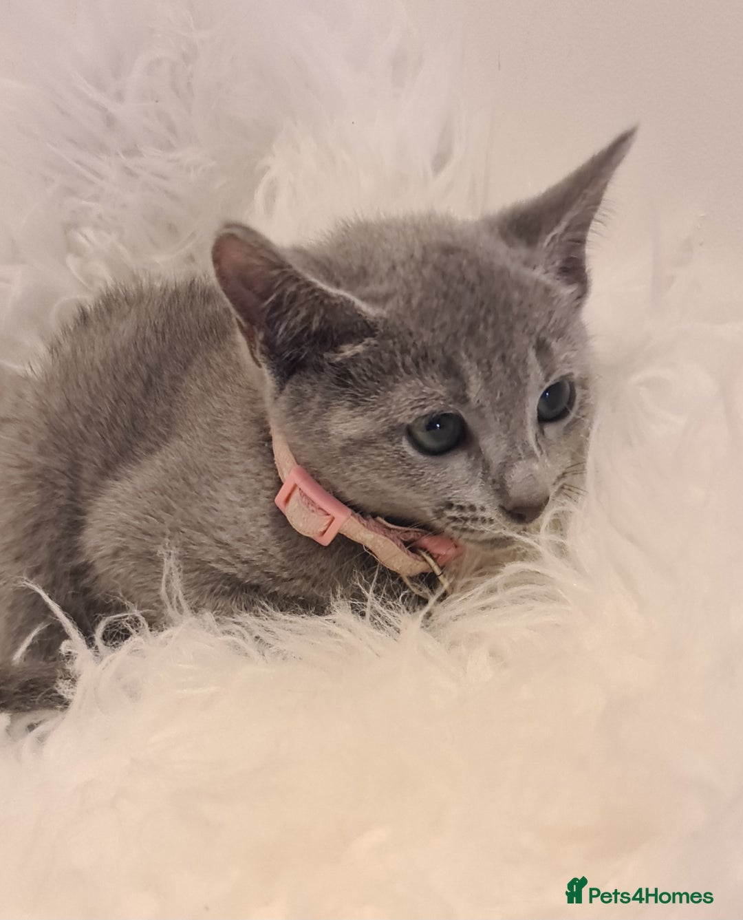 Russian Blue cats for sale: CHAMPION SIred GCCF Russian kittens  in Peterborough - Image 10